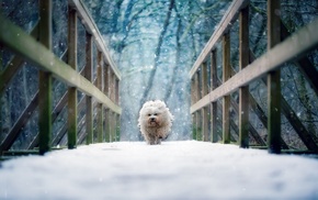 snow, running, dog
