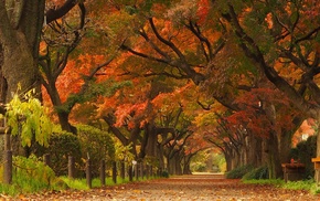 trees, Japan, tunnel, landscape, park, road