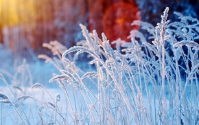 flowers, winter, nature, snow