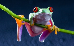 Red, Eyed Tree Frogs, frog