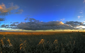 landscape, field, sky, nature