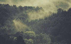 mist, nature, trees