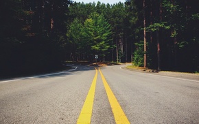 road, trees