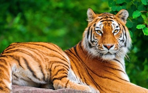 animals, big cats, tiger, nature
