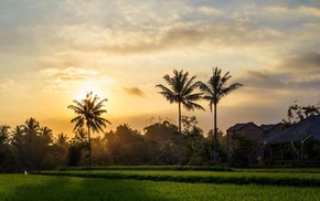landscape, palm trees