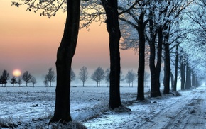 winter, trees