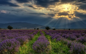 trees, Bulgaria, flowers, lavender, field, hill