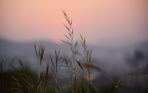 leaves, sunset