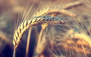 nature, wind, wheat