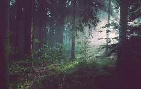forest