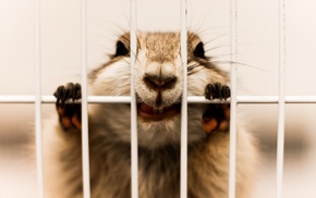 cages, animals, biting