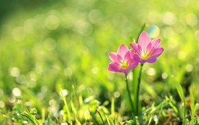 plants, flowers