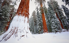 winter, redwood, trees, snow, nature, forest