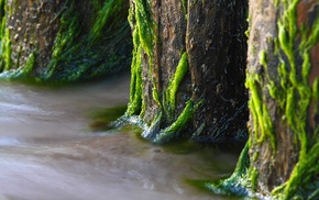 water, trees