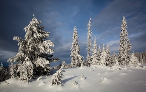 winter, nature, snow, trees, landscape