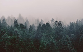 forest, nature