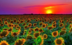 nature
