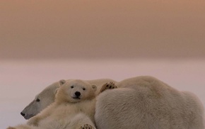 polar bears, animals