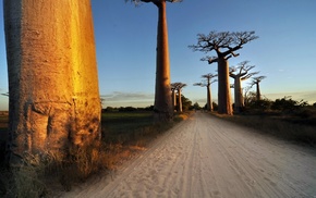 nature, baobabs