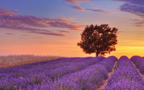 nature