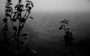 water drops, spiderwebs, monochrome