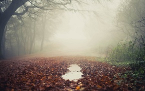 mist, leaves, puddle