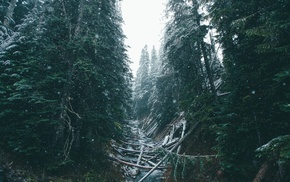 snow, trees, fir, nature, forest, winter