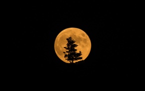 silhouette, moon, trees