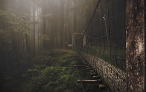 forest, bridge