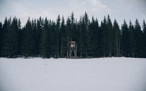 forest, snow