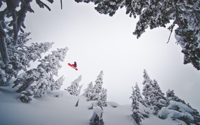snow, pine trees, snowboarding