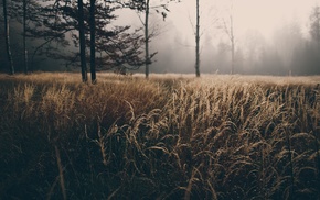 field, mist, trees