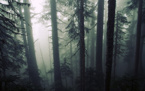 forest, mist