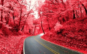 pink, nature, road