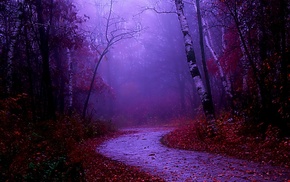 mist, road, nature, fall