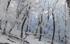 landscape, winter, nature