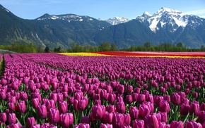 nature