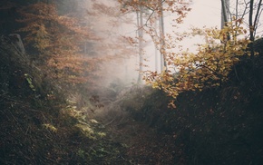 forest