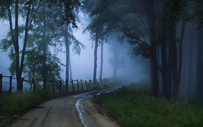 nature, mist, trees, forest