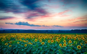 sunrise, sunflowers, nature, field