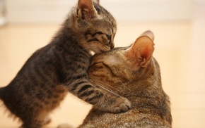 animals
