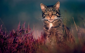 nature, cat