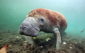 nature, dugong