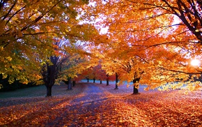 orange, trees, sunrise, fall, nature, path