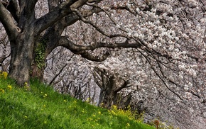nature
