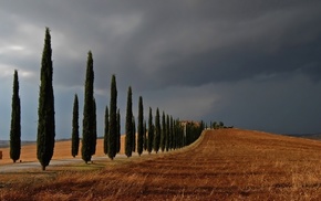 trees