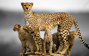 animals