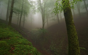 trees, landscape