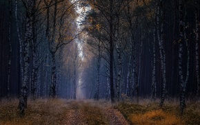 forest, nature, trees