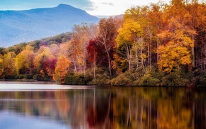 trees, nature, water, landscape